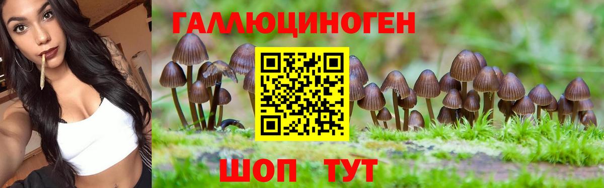 Галлюциногенные грибы Psilocybe  Выборг  Псилоцибиновые грибы Psilocybine cubensis 